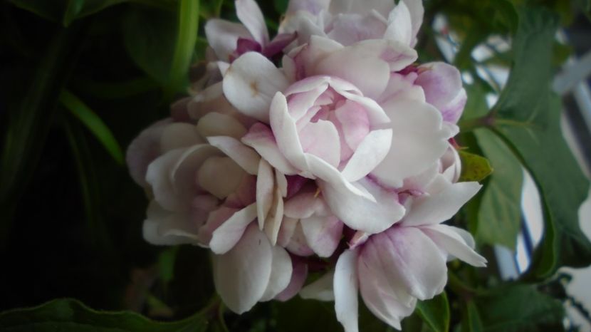 Clerodendron philippinum - Stelute