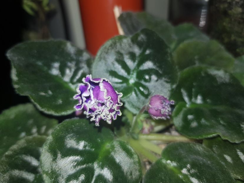 23.04.2019 - LE Luntik