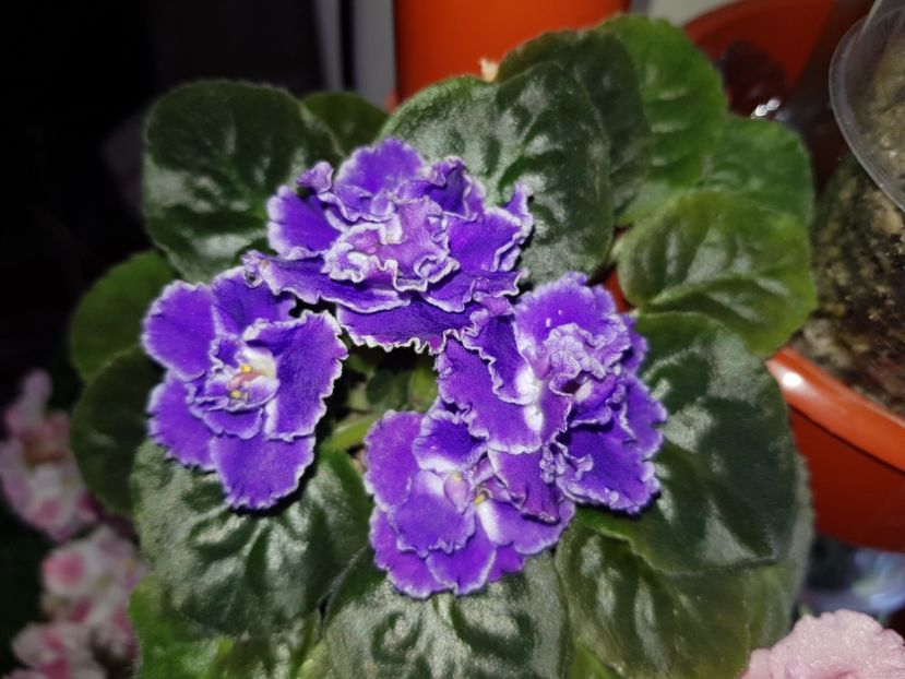 12.05.2019 - LE Luntik