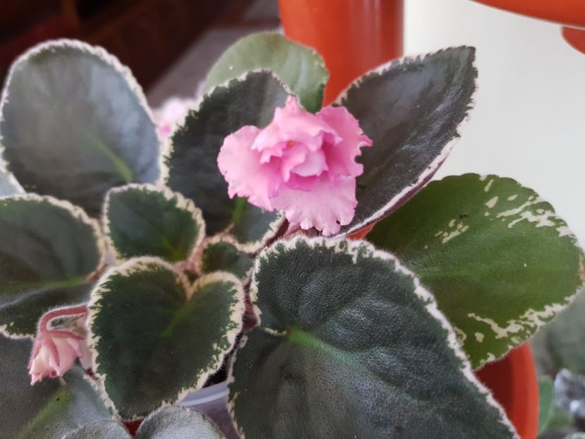 30.04.2019 - LE Odaliska