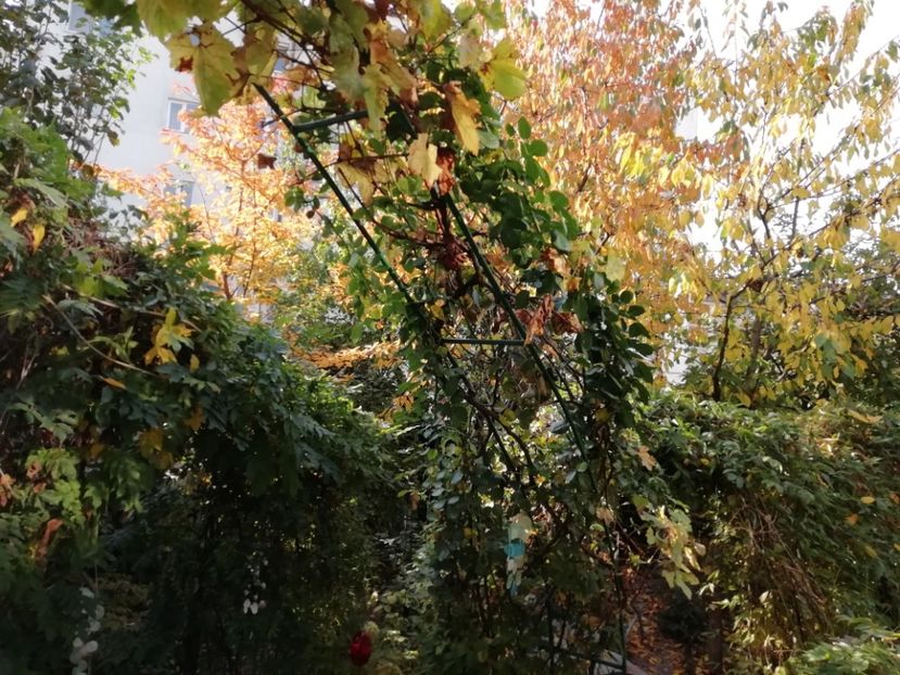  - Grădina 2019 sfârșit de sezon