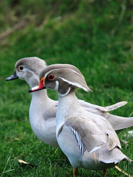  - Rațe Caroline Argintii