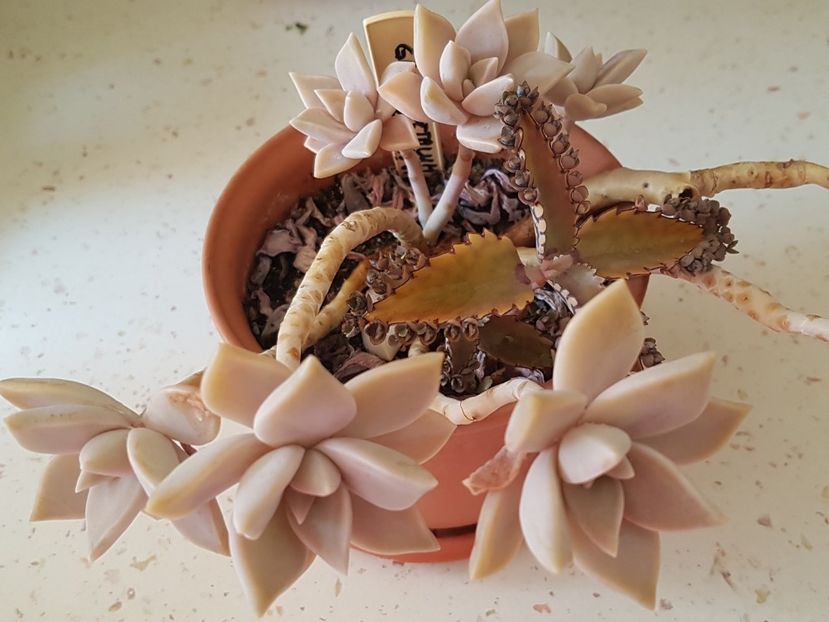 Graptopetalum paraguayense - Graptopetalum