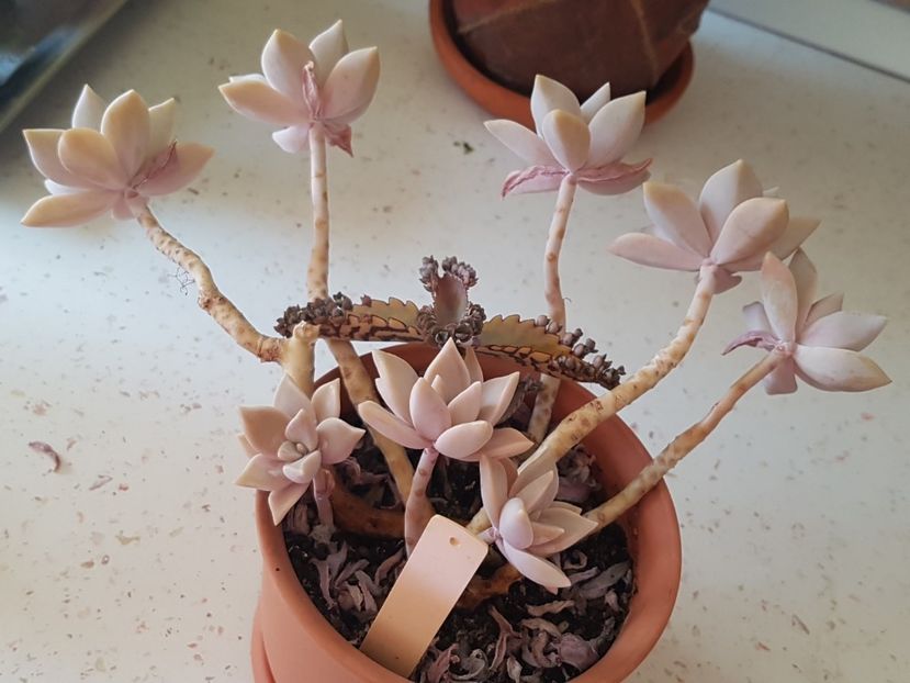 Graptopetalum paraguayense - Graptopetalum