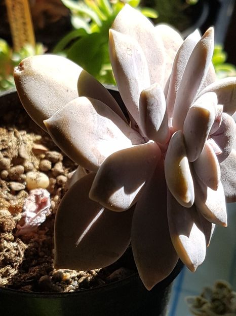 Graptopetalum pentandrum superbum - Graptopetalum