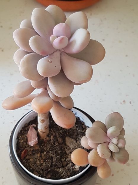 Graptopetalum ametistinum - Graptopetalum