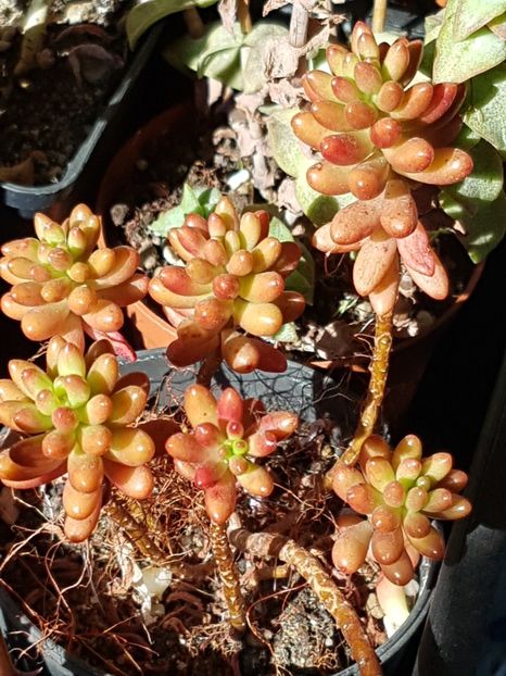 Sedum rubrotinctum( jelly bean) - Sedumuri de interior