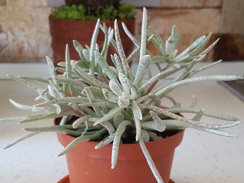 Senecio scaposus - Senecio