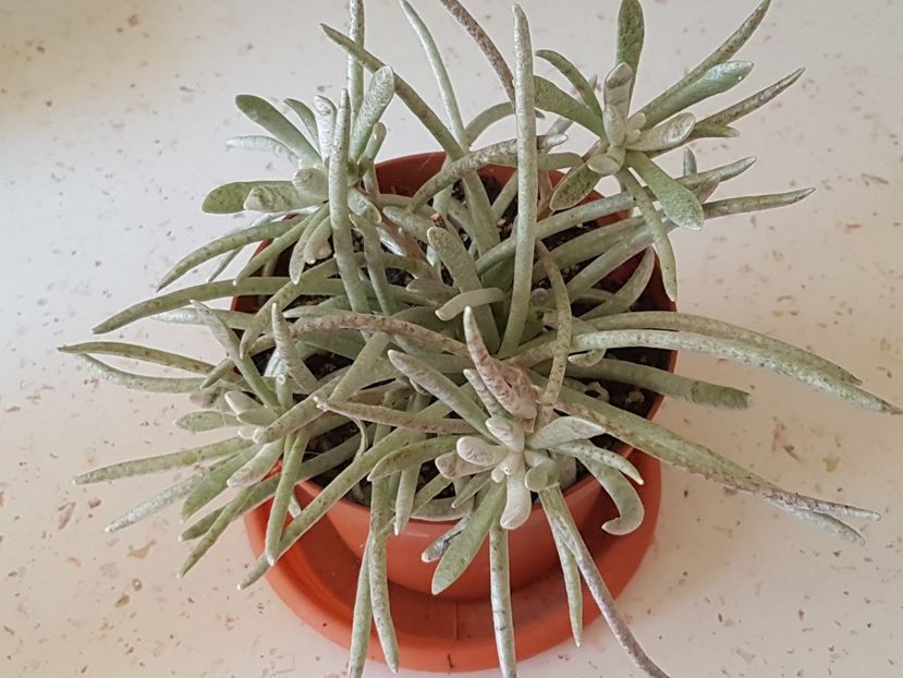 Senecio scaposus - Senecio