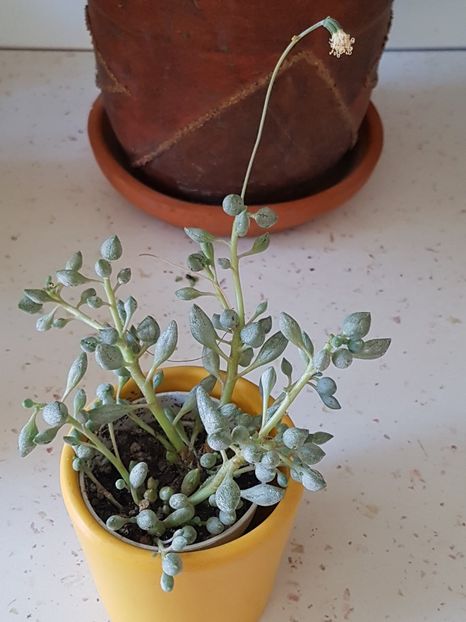 Senecio citriformis - Senecio