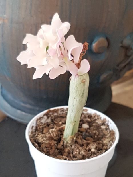 Senecio articulatus variegatus - Senecio