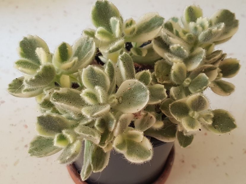 Cotyledon ladysmithiensis variegat - Cactusi si plante suculente 2017-2018-2019
