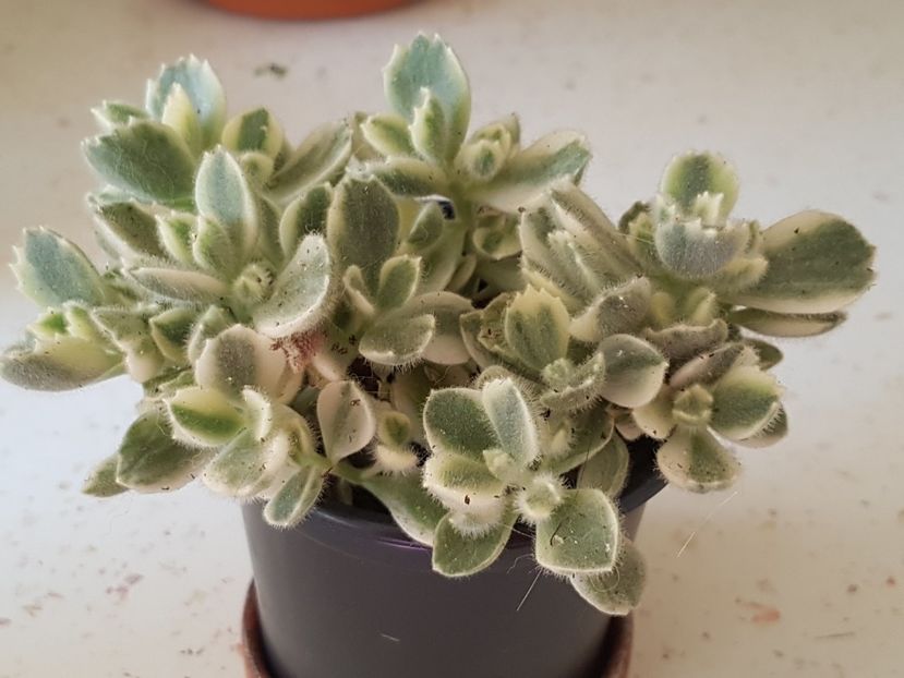 Cotyledon ladysmithiensis variegat - Cactusi si plante suculente 2017-2018-2019