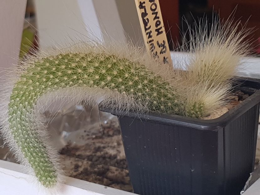 Hildewintera colademononis - Cactusi si plante suculente 2017-2018-2019