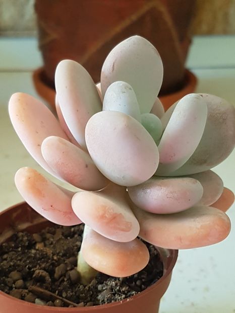 Pachyphytum oviferum - Cactusi si plante suculente 2017-2018-2019