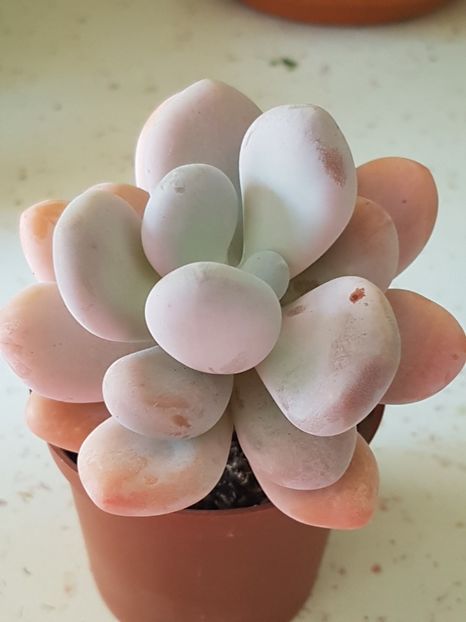 Pachyphytum oviferum - Cactusi si plante suculente 2017-2018-2019
