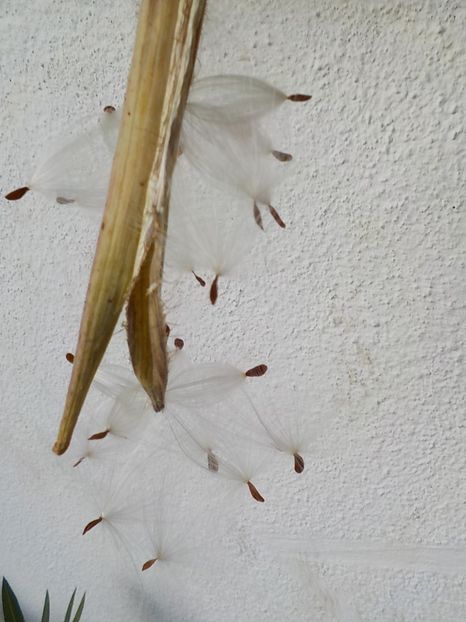  - Genul Stapeliade