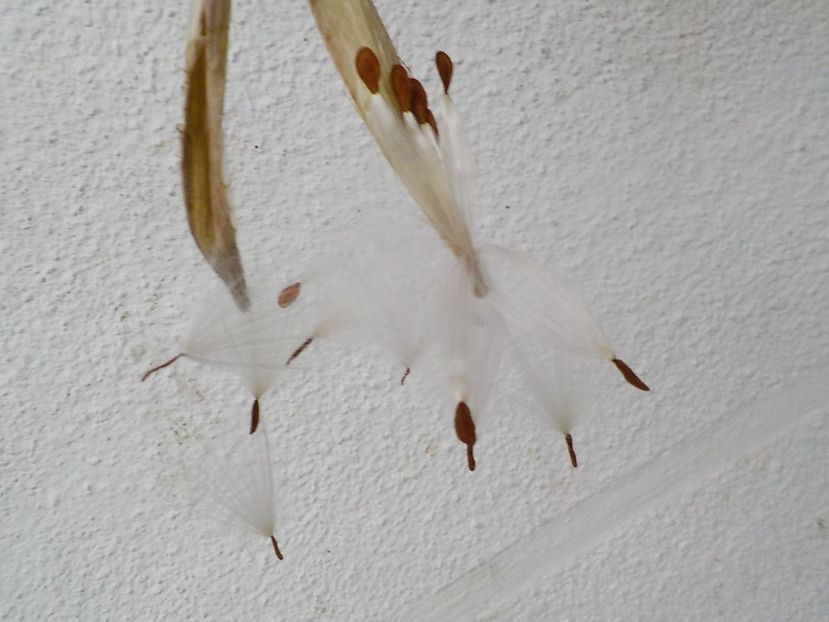  - Genul Stapeliade