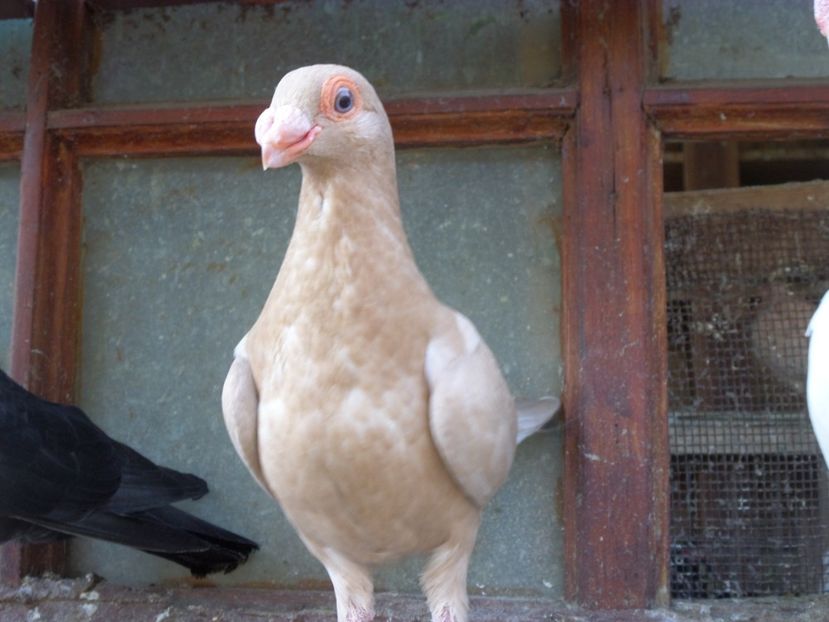 SAM_6717 - Pui2019