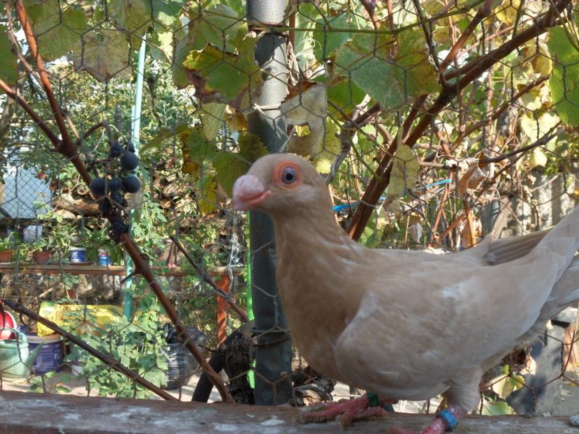 SAM_6719 - Pui2019
