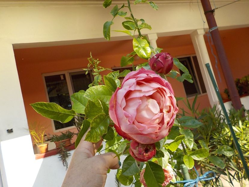  - Flori in octombrie 2019