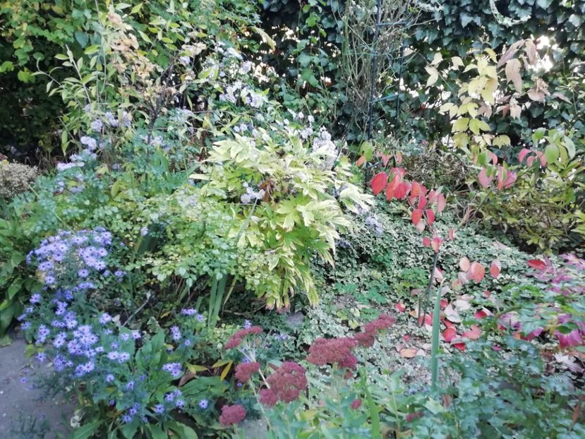  - Grădina 2019 sfârșit de sezon