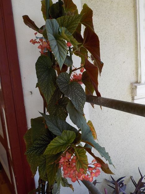  - begonia lucernae