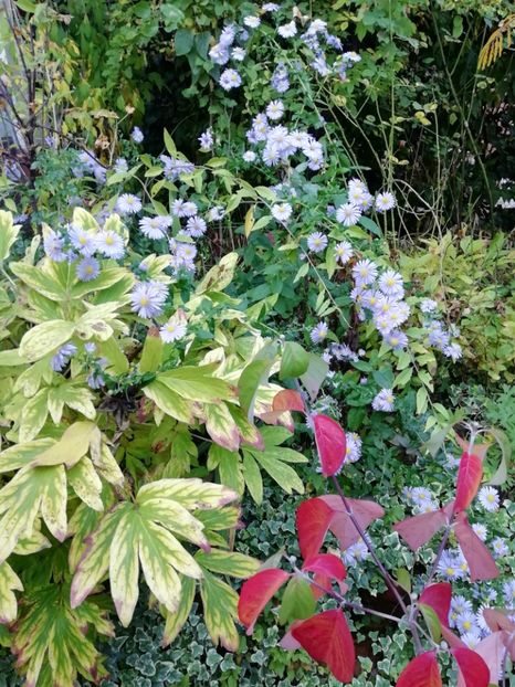  - Grădina 2019 sfârșit de sezon