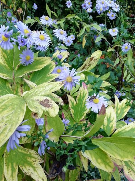  - Grădina 2019 sfârșit de sezon