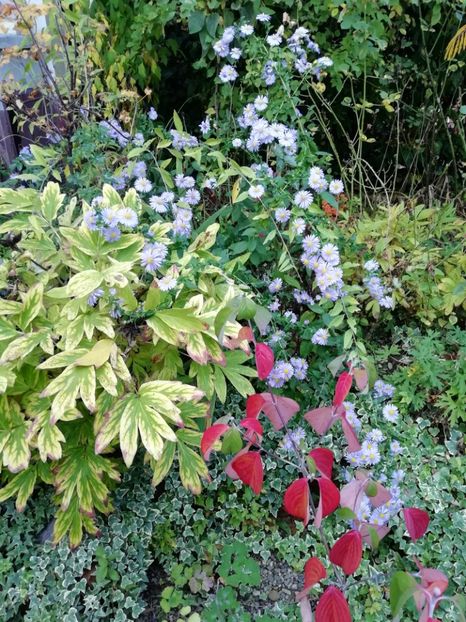  - Grădina 2019 sfârșit de sezon