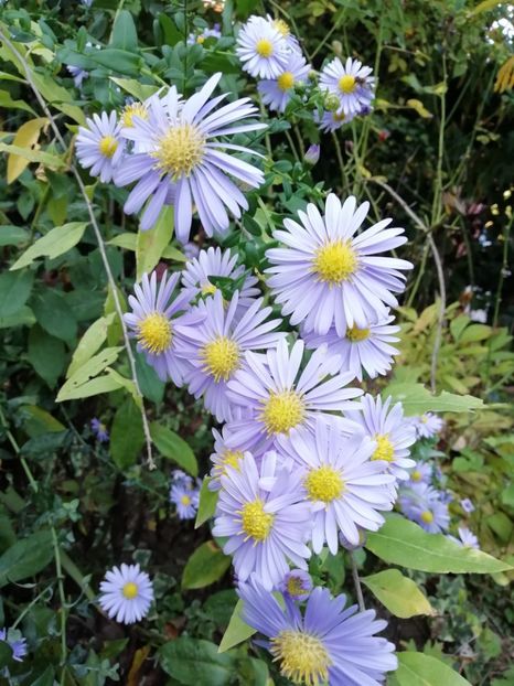  - Grădina 2019 sfârșit de sezon