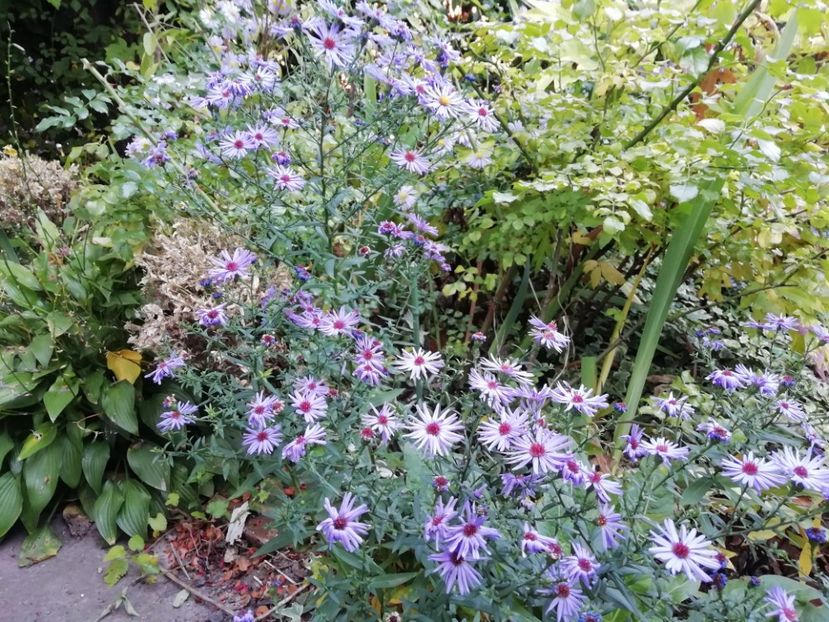  - Grădina 2019 sfârșit de sezon