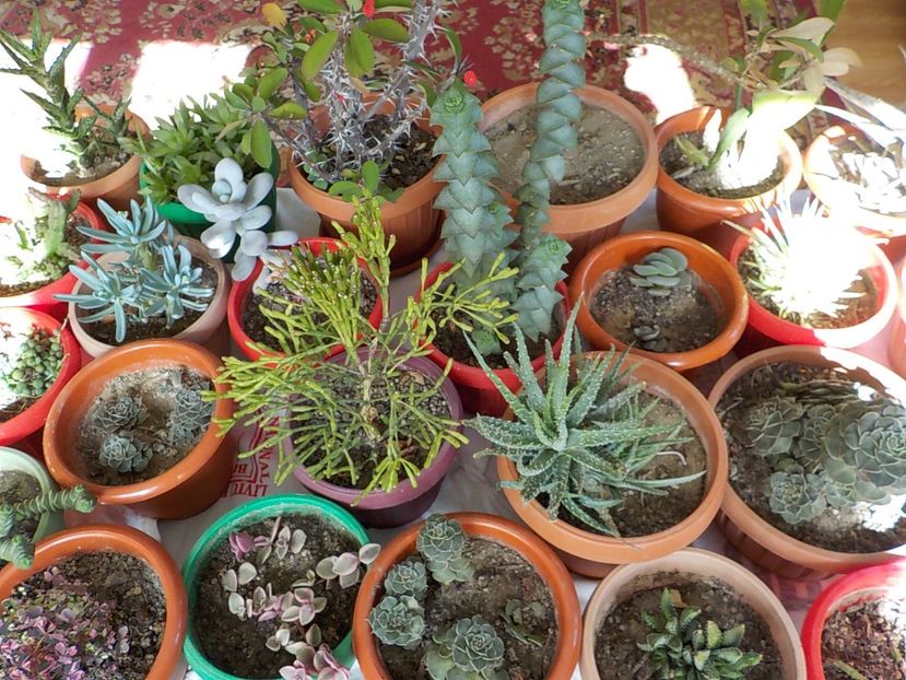 - CACTUSI si SUCULENTE