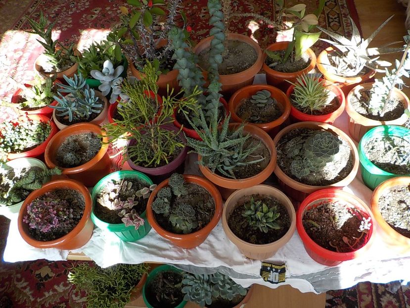  - CACTUSI si SUCULENTE