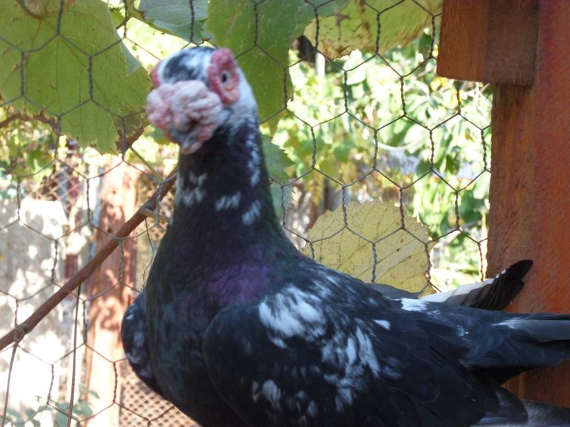 SAM_6736 - Porumbei2019