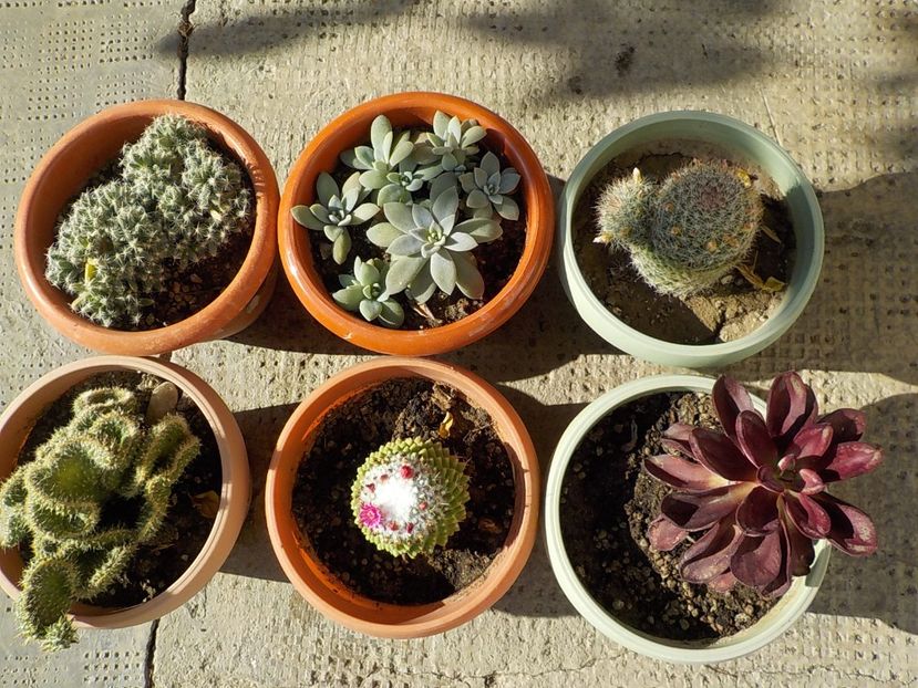  - CACTUSI si SUCULENTE