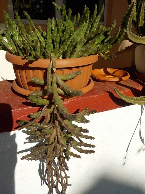  - CACTUSI si SUCULENTE