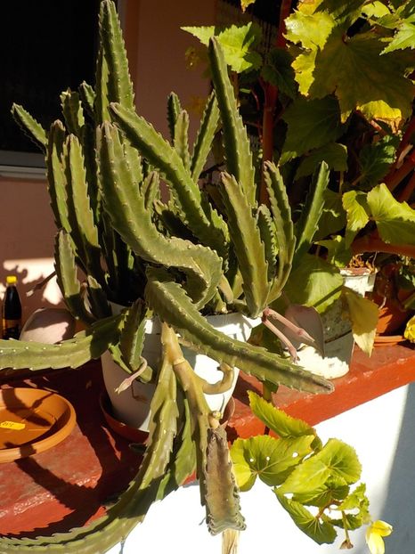  - CACTUSI si SUCULENTE