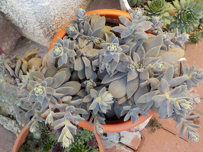  - CACTUSI si SUCULENTE