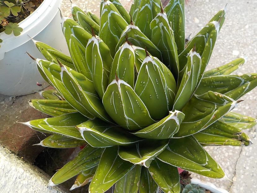 - CACTUSI si SUCULENTE