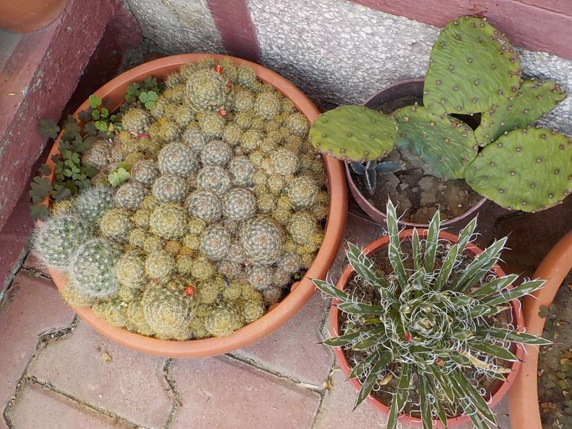  - CACTUSI si SUCULENTE