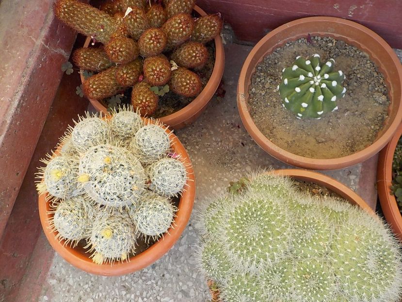  - CACTUSI si SUCULENTE