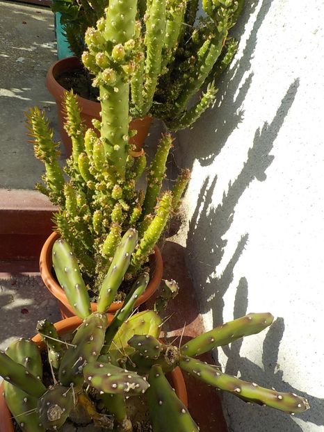  - CACTUSI si SUCULENTE