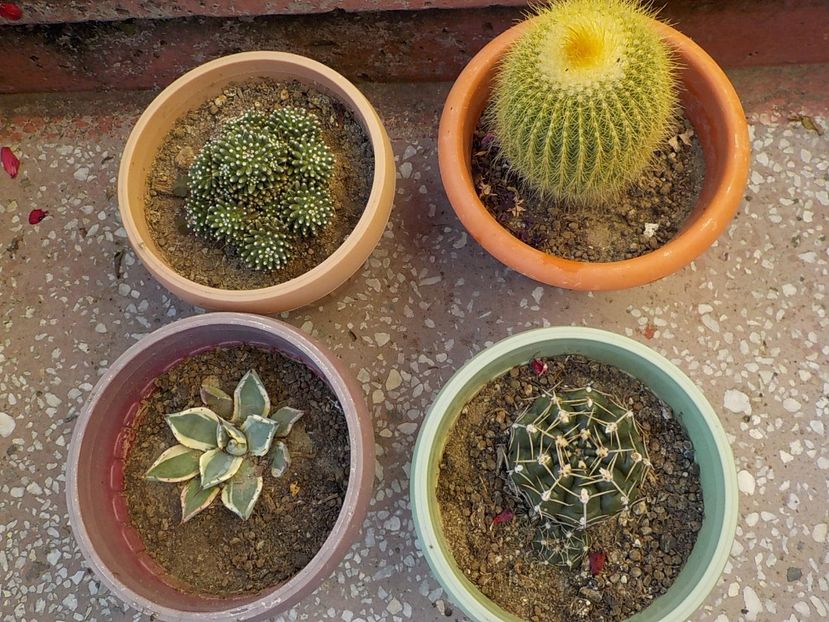  - CACTUSI si SUCULENTE