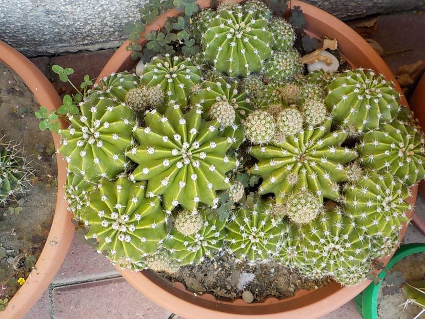  - CACTUSI si SUCULENTE