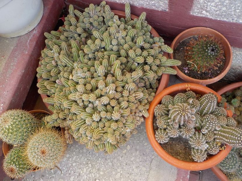  - CACTUSI si SUCULENTE