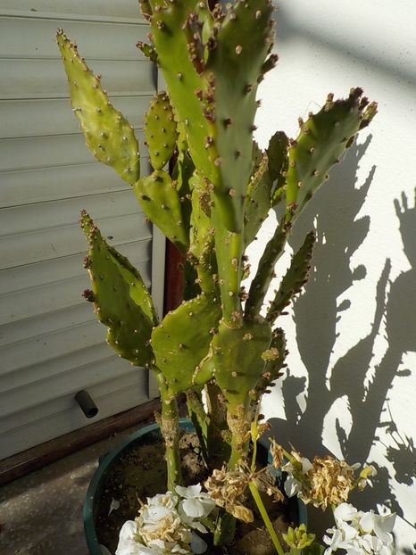  - CACTUSI si SUCULENTE