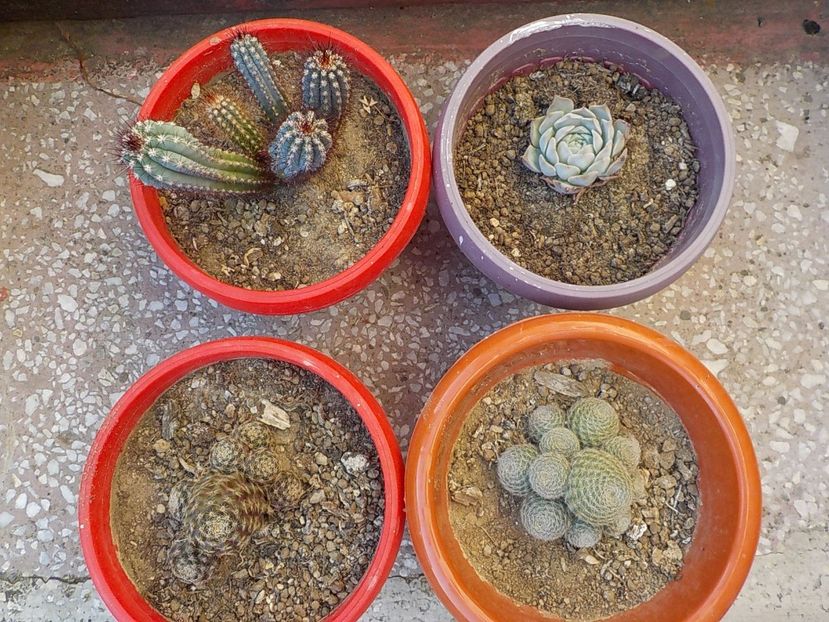  - CACTUSI si SUCULENTE