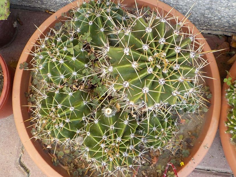  - CACTUSI si SUCULENTE