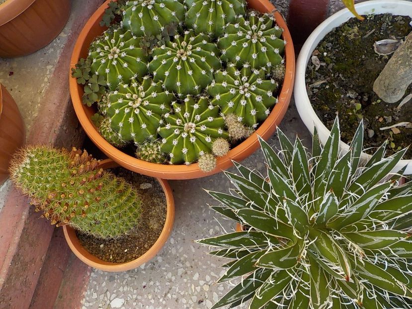  - CACTUSI si SUCULENTE